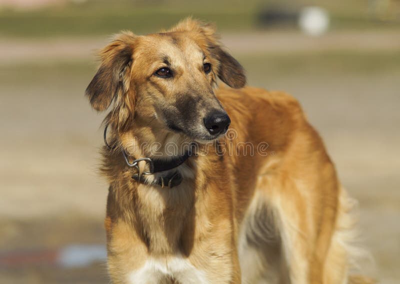 Cão castanho com patas longas em pé numa areia cinzenta imagens de stock royalty free