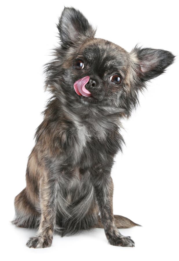 Cão de cabelos compridos da chihuahua imagem de stock
