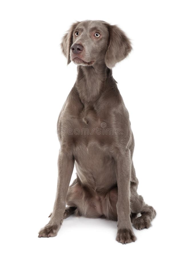 Cão de cabelos compridos de Weimaraner, sentando-se foto de stock royalty free