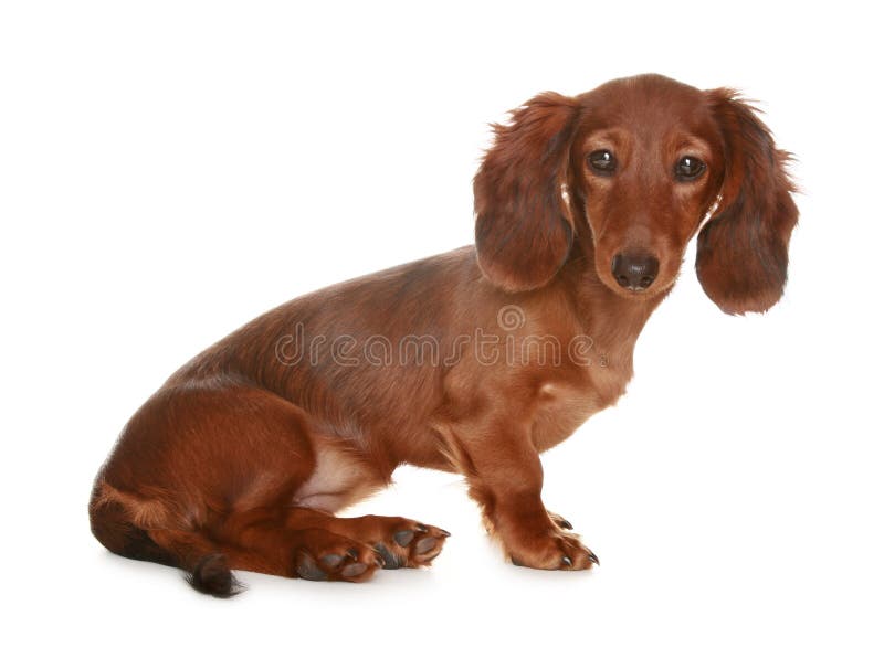 Cão de cabelos compridos do Dachshund imagens de stock royalty free