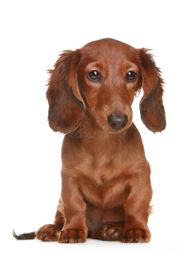 Cão de cabelos compridos do Dachshund