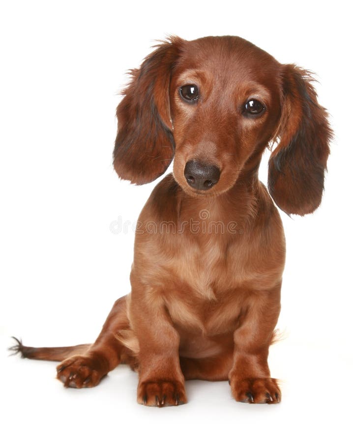 Cão de cabelos compridos do Dachshund imagens de stock royalty free