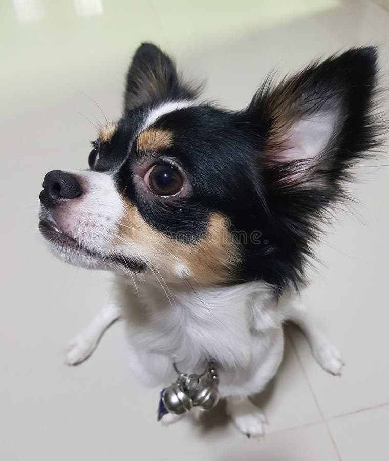Cão de cachorrinho bonito da chihuahua com órgãos defocused do bokeh imagens de stock Cão de cachorrinho bonito da chihuahua com órgãos defocused do bokeh imagens de stock