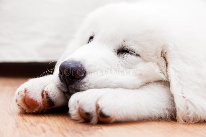 Cão de cachorrinho branco bonito que dorme no assoalho de madeira