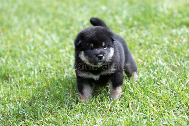 Cão de cachorrinho bronzeado bonito do inu do shiba na grama foto de stock Cão de cachorrinho bronzeado bonito do inu do shiba na grama foto de stock