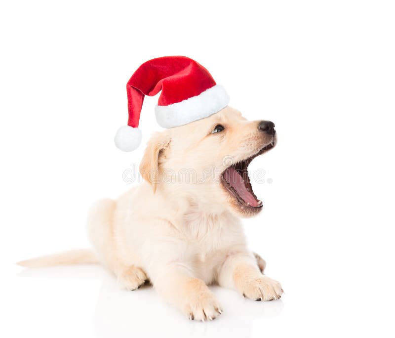 cão de cachorrinho de bocejo do golden retriever no chapéu vermelho do Natal Isolado no branco foto de stock cão de cachorrinho de bocejo do golden retriever no chapéu vermelho do Natal Isolado no branco foto de stock