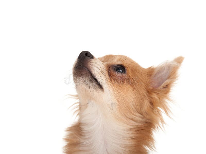 Cão de cachorrinho de cabelos compridos da chihuahua que olha acima fotografia de stock