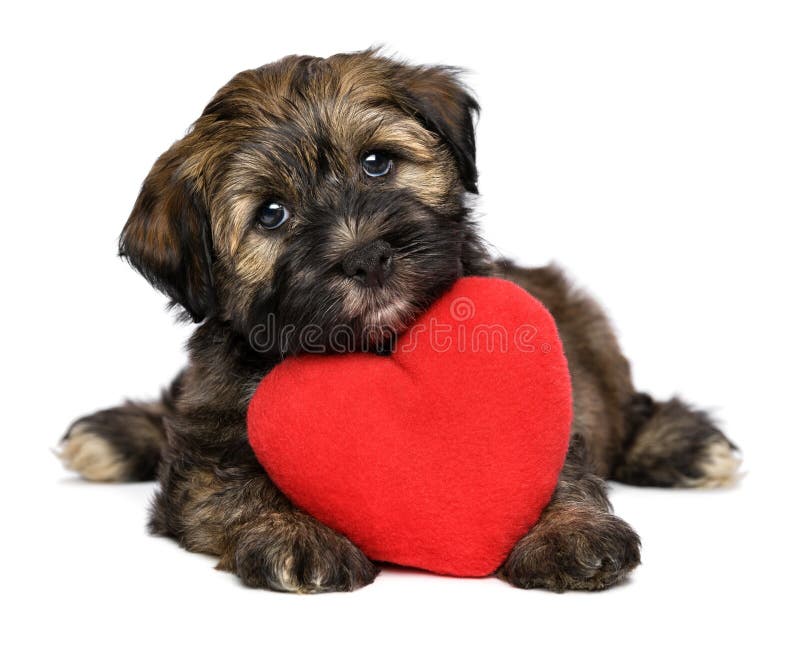 Cão de cachorrinho de Valentine Havanese do amante com um coração vermelho