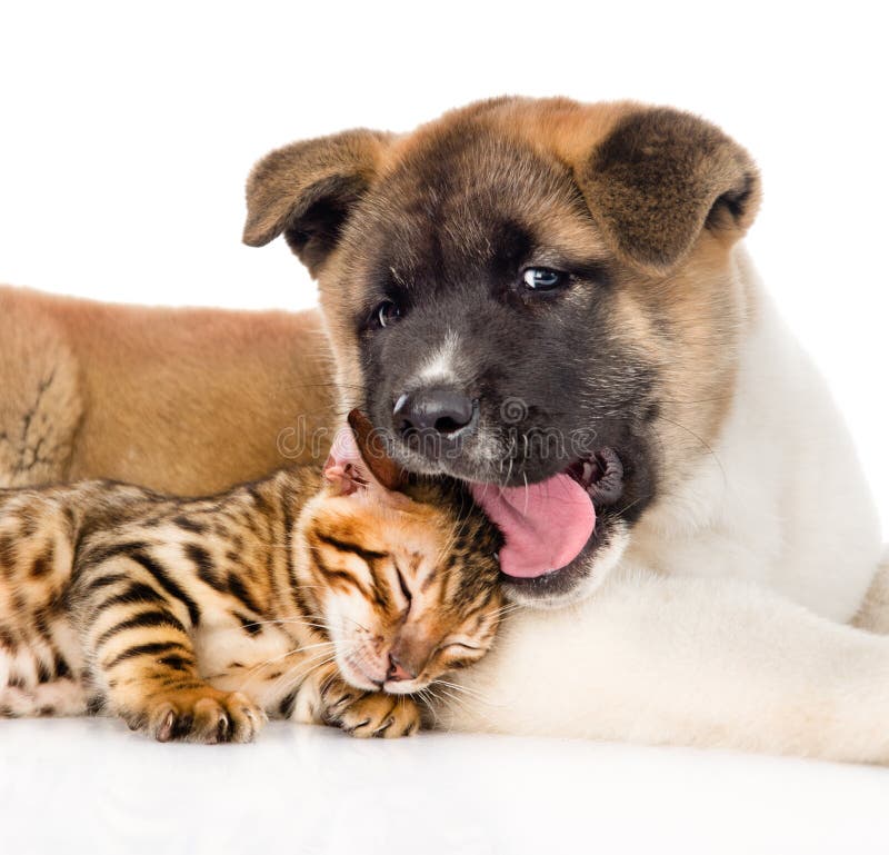 Cão de cachorrinho do inu de Akita do close up que encontra-se com o gato pequeno de bengal junto Isolado no branco fotografia de stock royalty free Cão de cachorrinho do inu de Akita do close up que encontra-se com o gato pequeno de bengal junto Isolado no branco fotografia de stock royalty free