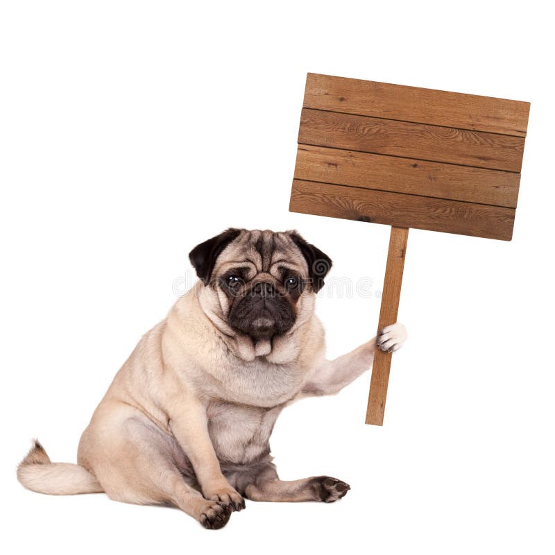 Cão de cachorrinho do Pug que senta-se para baixo com sinal de madeira vazio no polo, isolado no fundo branco fotografia de stock royalty free Cão de cachorrinho do Pug que senta-se para baixo com sinal de madeira vazio no polo, isolado no fundo branco fotografia de stock royalty free