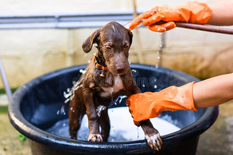 cão de cachorrinho que toma um banho imagem de stock cão de cachorrinho que toma um banho imagem de stock