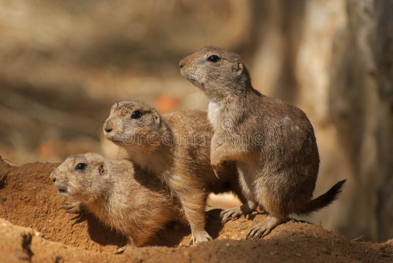 Cão-da-pradaria-de-cauda-preta fotografia de stock royalty free