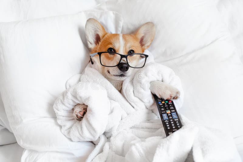 Cão de corgi engraçado em óculos deitados na cama relaxando chorando sorrindo assistindo a tv se sentindo entediado e relaxado em
