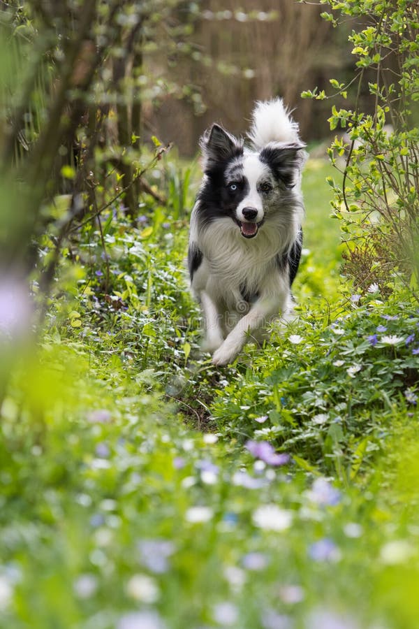 Cão de corrida de border collie em um jardim da mola imagem de stock royalty free Cão de corrida de border collie em um jardim da mola imagem de stock royalty free