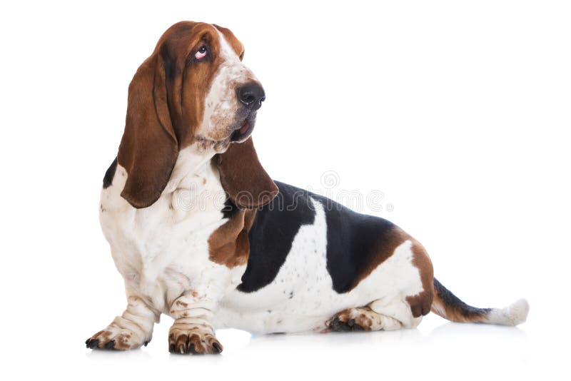 Cão de cão do Basset no branco imagem de stock Cão de cão do Basset no branco imagem de stock