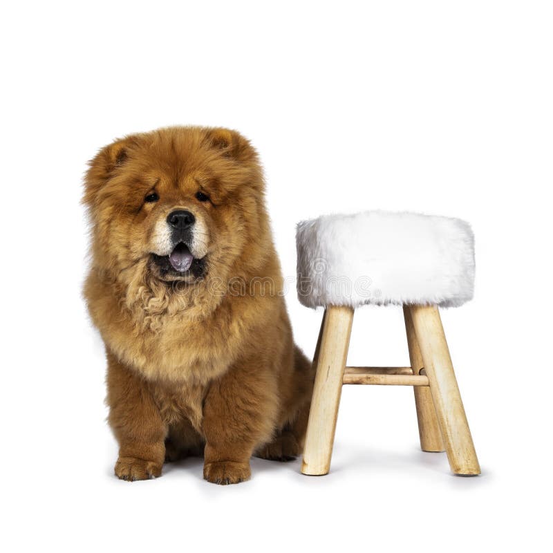 Cão de filhote de cachorro macio bonito de Chow Chow, isolado em um fundo branco fotos de stock Cão de filhote de cachorro macio bonito de Chow Chow, isolado em um fundo branco fotos de stock