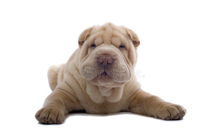 Cão de filhote de cachorro de Shar-Pei imagem de stock royalty free Cão de filhote de cachorro de Shar-Pei imagem de stock royalty free