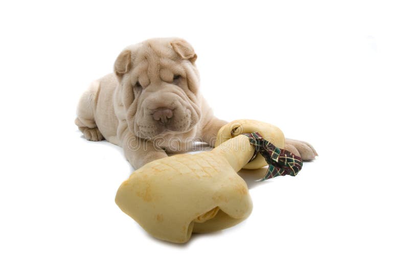 Cão de filhote de cachorro de Shar-Pei com um osso foto de stock Cão de filhote de cachorro de Shar-Pei com um osso foto de stock