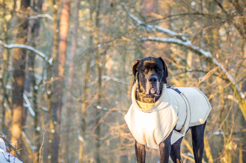 Cão de great dane no inverno com roupa