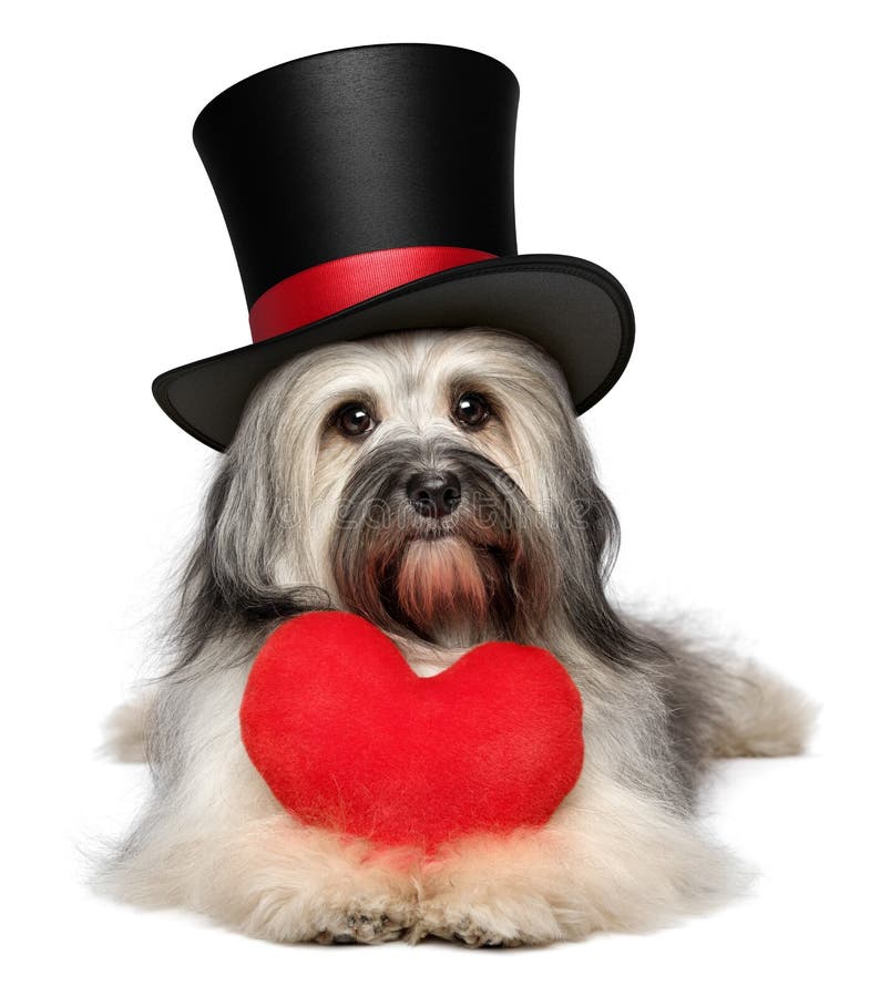 Cão de Havanese do Valentim do amante com um coração vermelho e um chapéu alto preto
