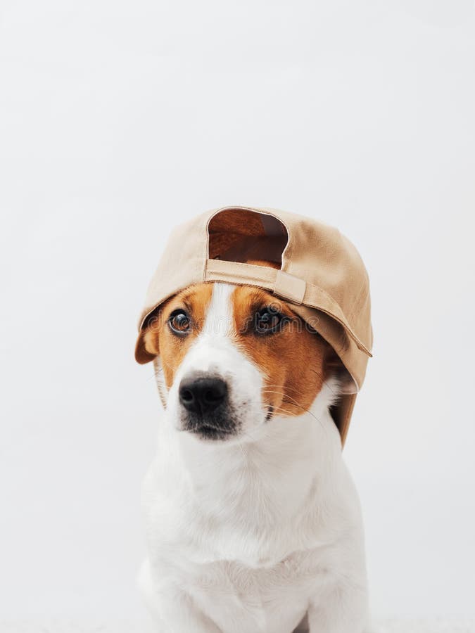 Cão de Jack Russell Terrier, branco e castanho, engraçado, vestindo boné bege sobre fundo branco. Conceito de roupas de animais de fotos de stock