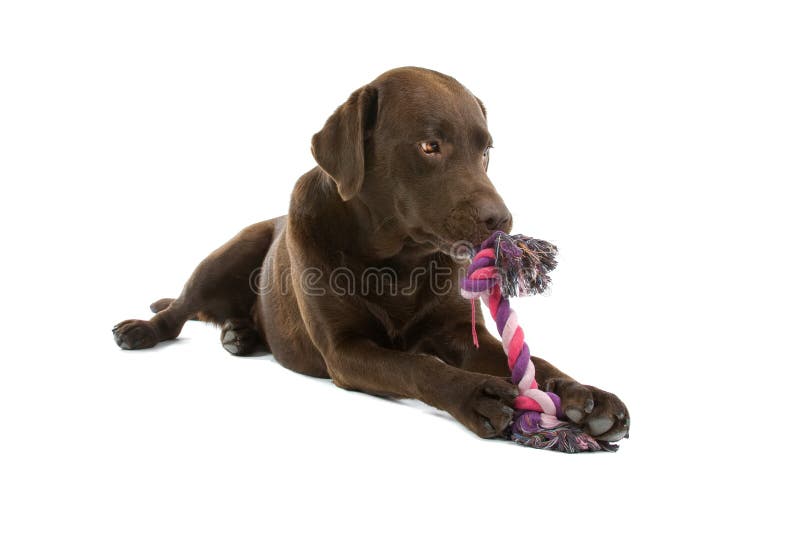 Cão de Labrador que mastiga o brinquedo imagens de stock royalty free Cão de Labrador que mastiga o brinquedo imagens de stock royalty free