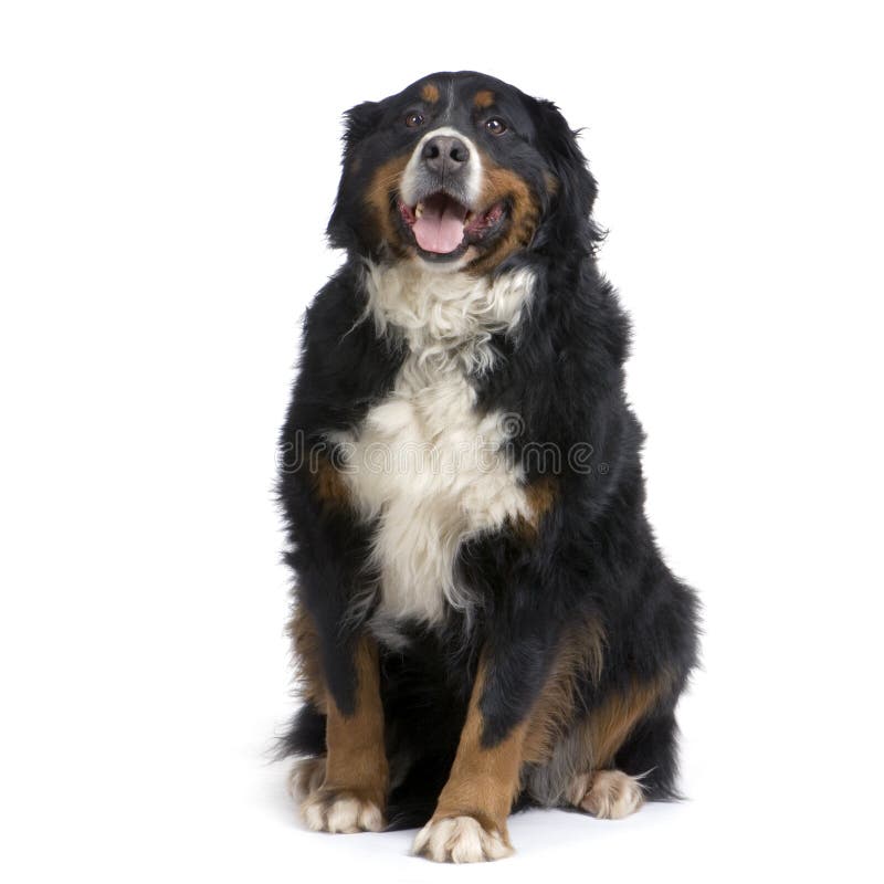 Cão de montanha de Bernese imagens de stock Cão de montanha de Bernese imagens de stock