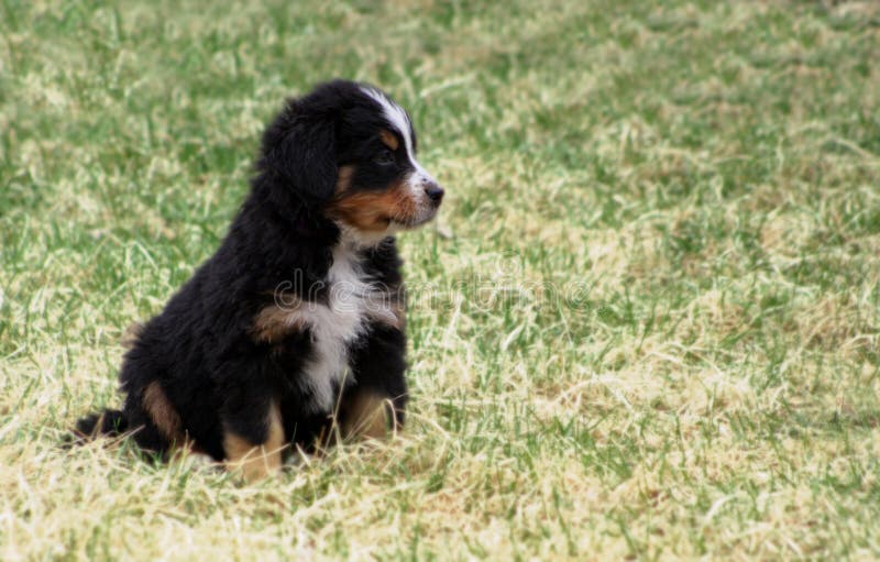 Cão de montanha de Bernese do filhote de cachorro foto de stock royalty free Cão de montanha de Bernese do filhote de cachorro foto de stock royalty free