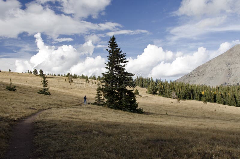 Distant landscape of woman walking a dog on a mountain path, pausing by a large pine tree. The picture includes sky, clouds, trees, pathway, a woman, and a poodle dog. Distant landscape of woman walking a dog on a mountain path, pausing by a large pine tree. The picture includes sky, clouds, trees, pathway, a woman, and a poodle dog.