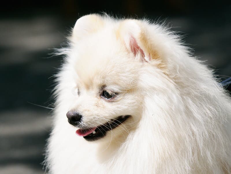 Cão de Pomeranian