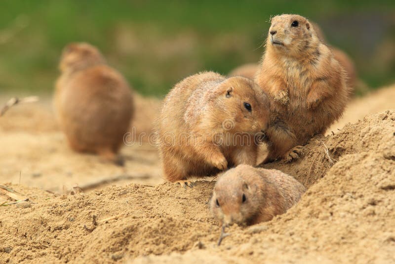 Cão-da-pradaria fotografia de stock