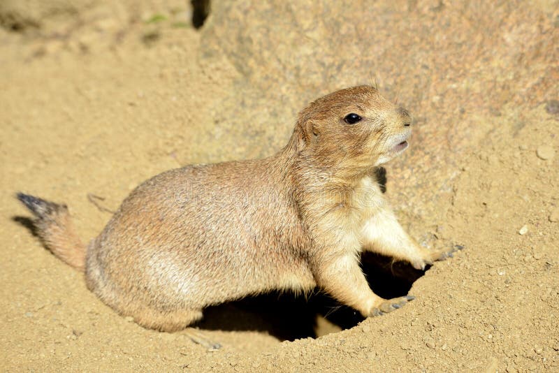 Cão de pradaria de cauda negra foto de stock