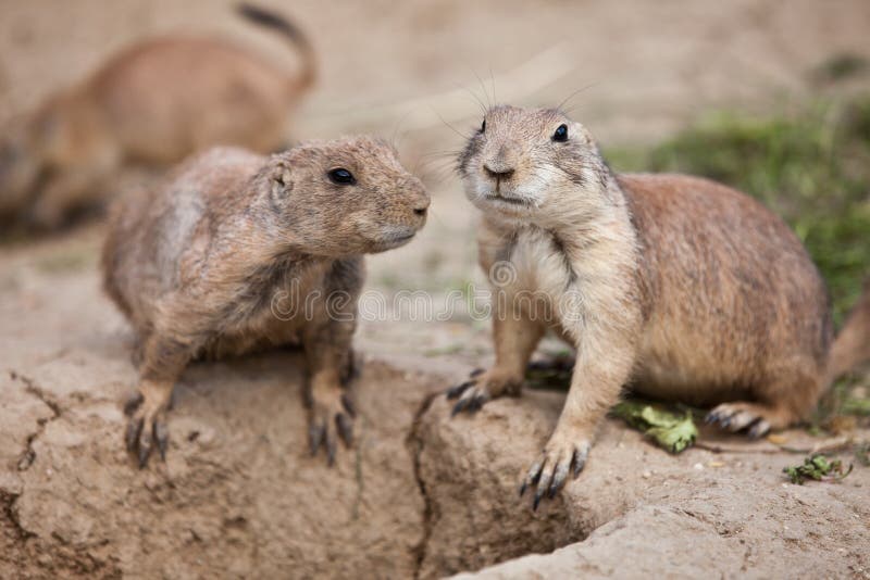 Cão-da-pradaria-de-cauda-preta imagem de stock