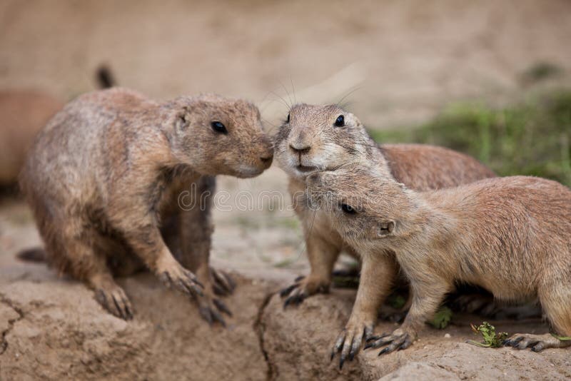 Cão-da-pradaria-de-cauda-preta imagens de stock
