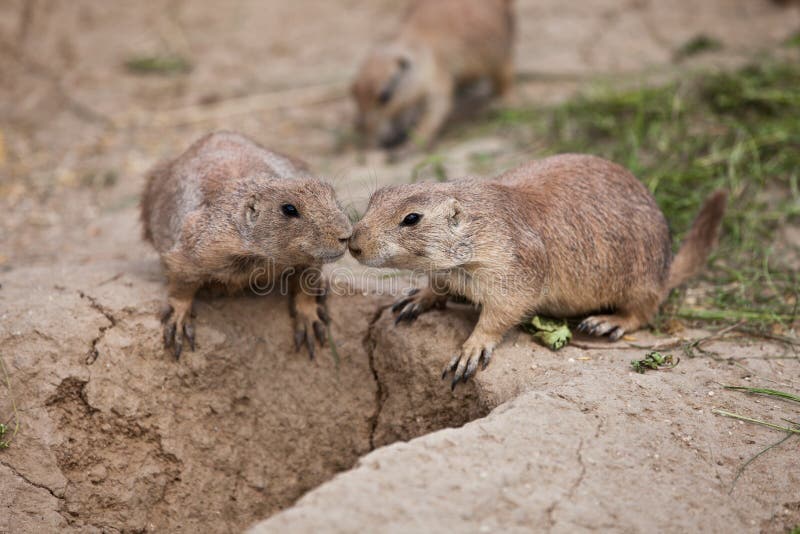 Cão-da-pradaria-de-cauda-preta fotografia de stock royalty free