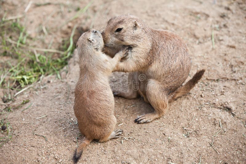 Cão-da-pradaria-de-cauda-preta fotografia de stock royalty free