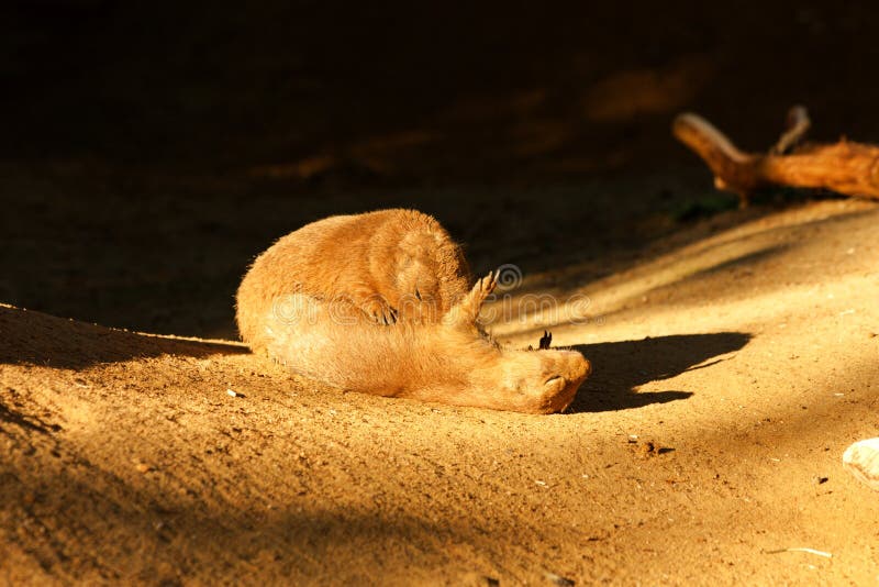 Cão-da-pradaria-de-cauda-preta imagens de stock