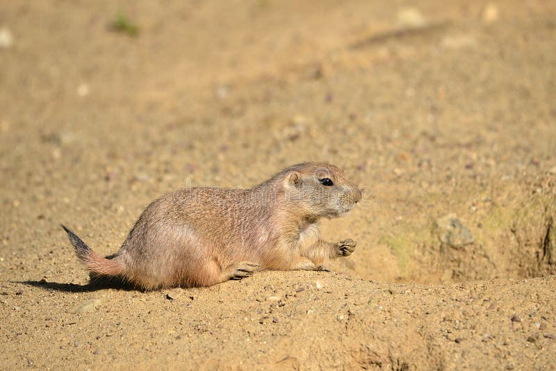Cão de pradaria de cauda negra fotos de stock