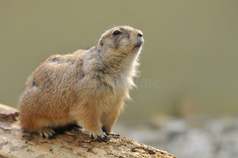 Cão-da-pradaria-de-cauda-preta fotografia de stock