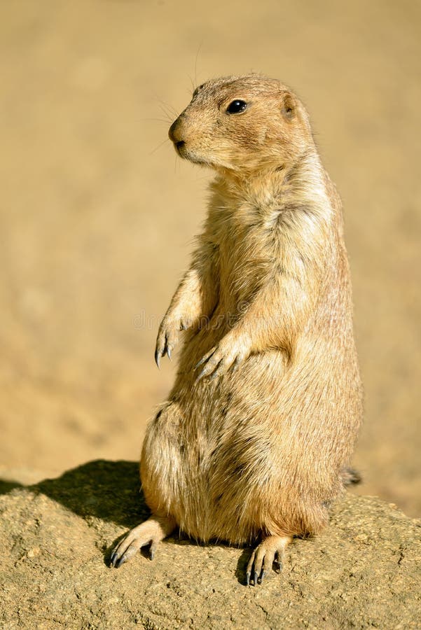 Cão de pradaria de cauda negra que está na rocha imagens de stock royalty free