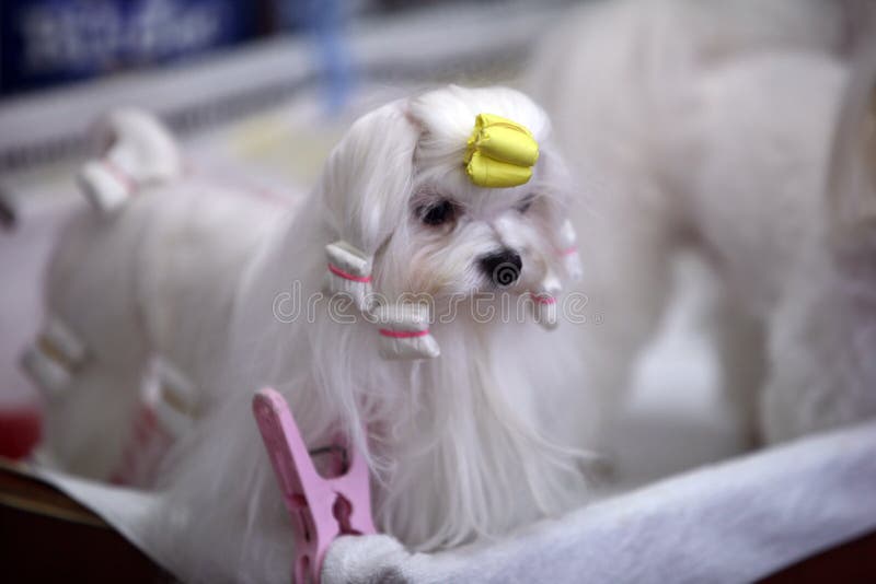 White small lap dog with a hair dress. White small lap dog with a hair dress