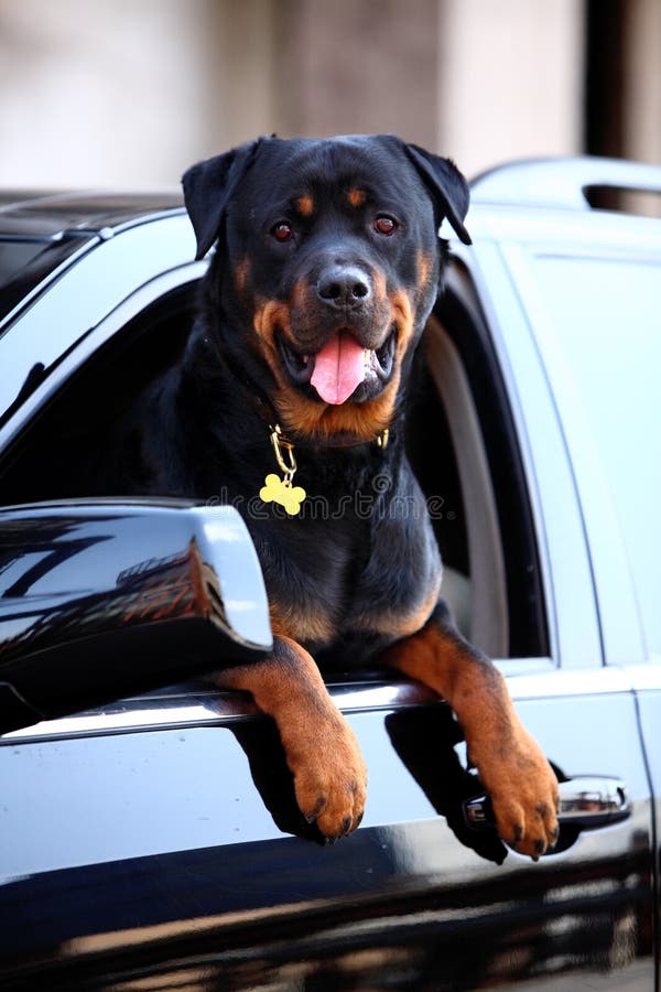 Cão de Rottweiler Cão de Rottweiler