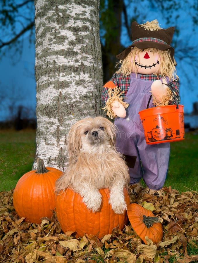 Cão de Shih Tzu na abóbora de Halloween do outono Cão de Shih Tzu na abóbora de Halloween do outono