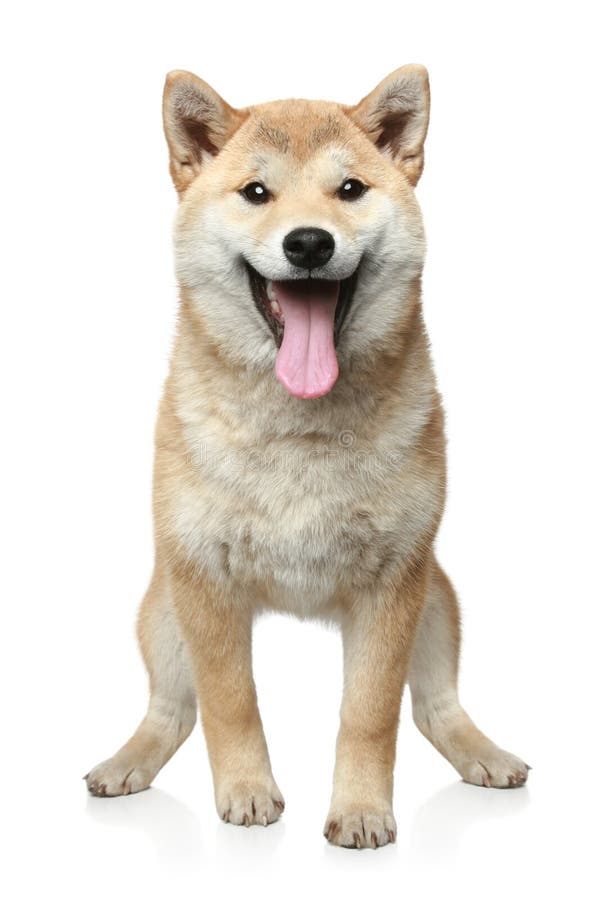 Portrait of a smiling Shiba-inu dog on a white background. Portrait of a smiling Shiba-inu dog on a white background