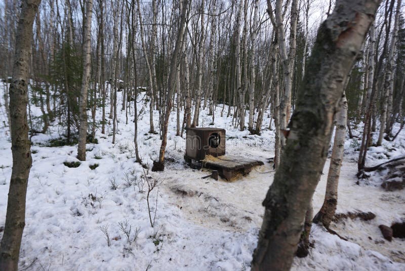 Cão de trenó ronco do Alasca que descansa no abrigo com neve ao redor imagens de stock Cão de trenó ronco do Alasca que descansa no abrigo com neve ao redor imagens de stock