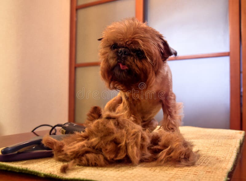 Cão decorativo pequeno durante a preparação imagens de stock royalty free Cão decorativo pequeno durante a preparação imagens de stock royalty free