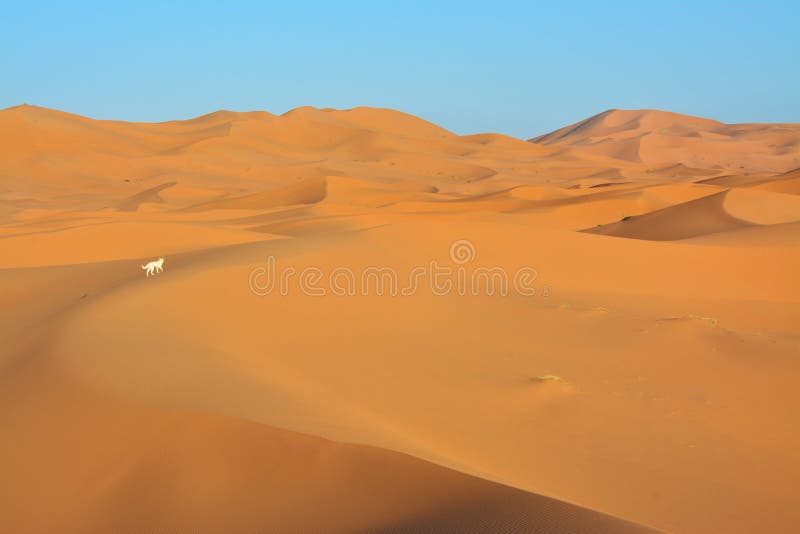 Cão, deserto, Sara Ocidental em Marrocos ?frica imagem de stock Cão, deserto, Sara Ocidental em Marrocos ?frica imagem de stock