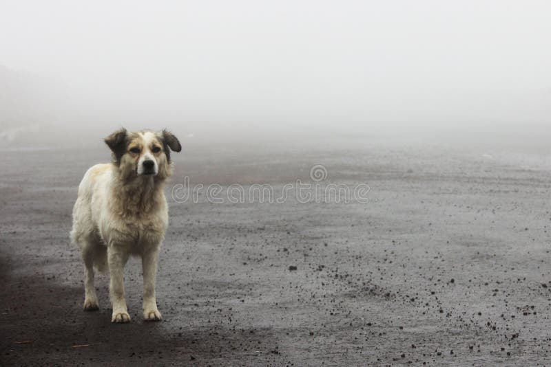 Homeless stray dog waiting on the road on a foggy day. Homeless stray dog waiting on the road on a foggy day.