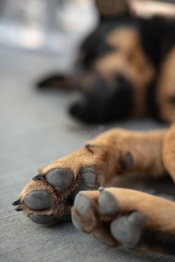 Cão disperso Paw Close acima imagens de stock Cão disperso Paw Close acima imagens de stock