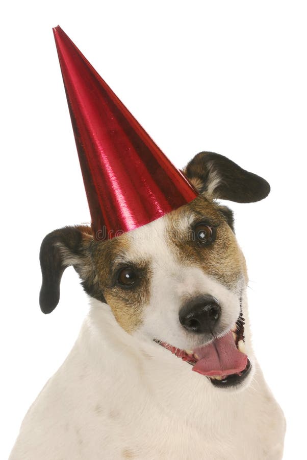 Cão do aniversário imagem de stock Cão do aniversário imagem de stock